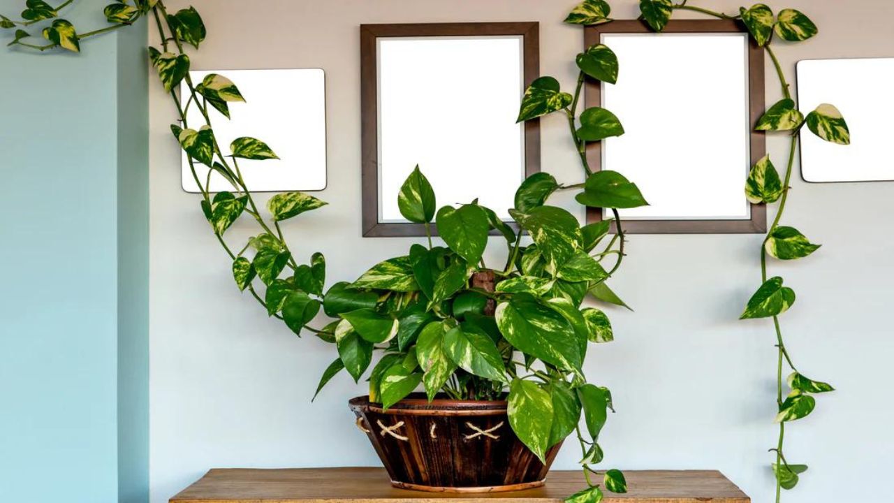 money plant benefits