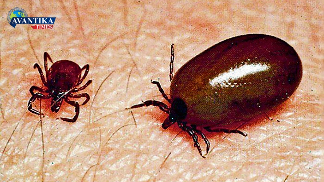 SCRUB TYPHUS