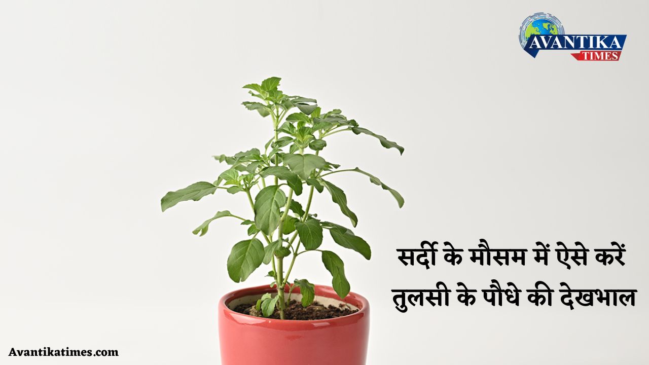 Tulsi Plant Care