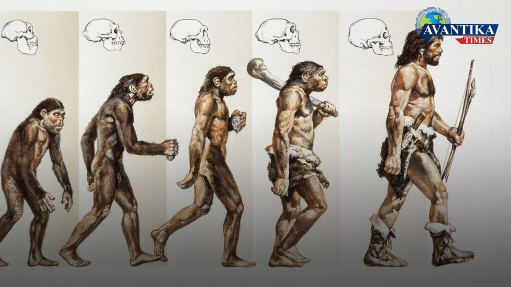 Human Evolution