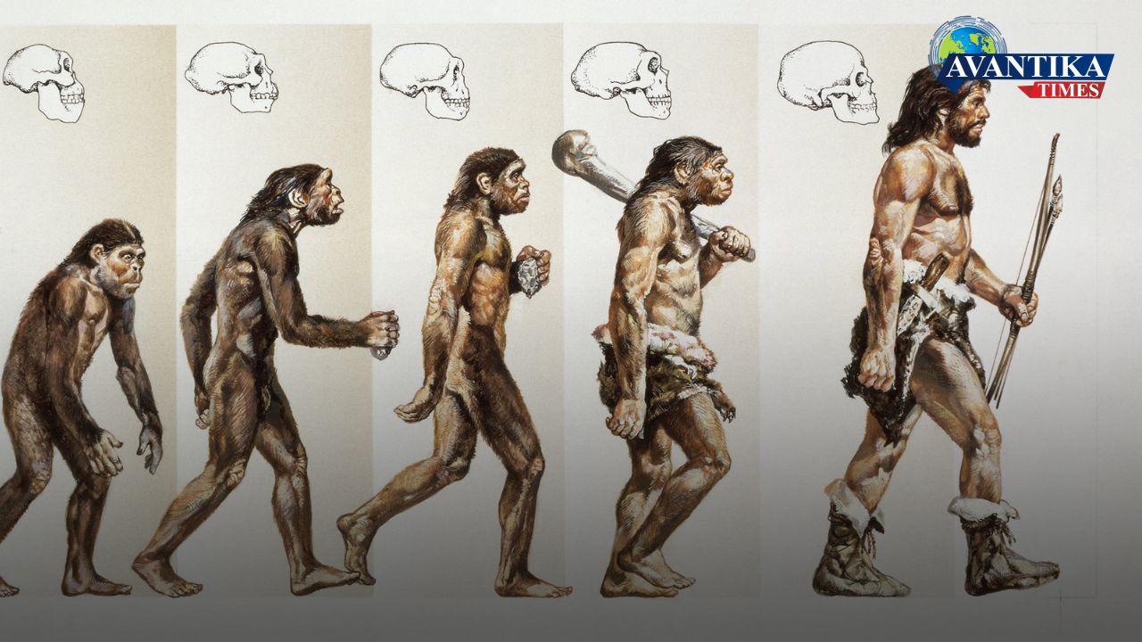 Human Evolution