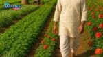 Aromatic Plants Farming