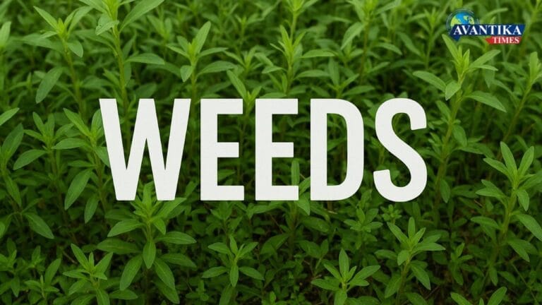 Organic weed control methods