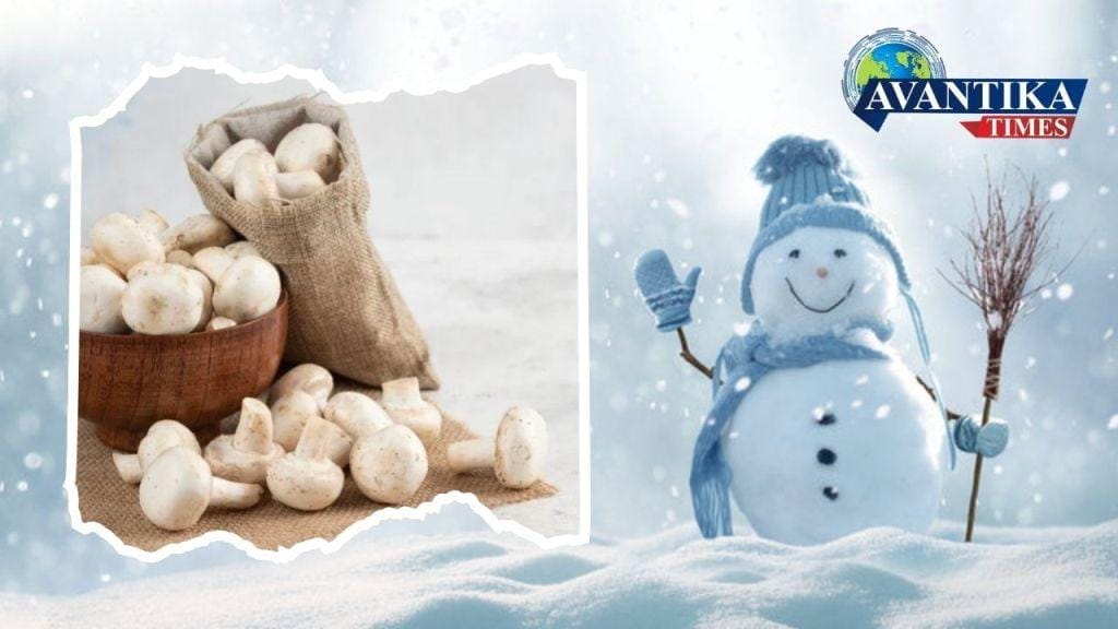 Mushroom Benefits In Winter 2025