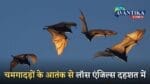 चमगादड़ों के आतंक