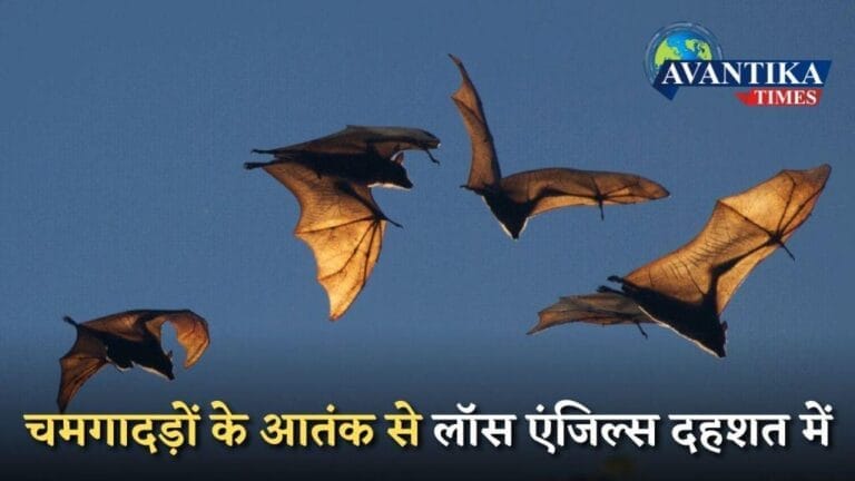 चमगादड़ों के आतंक
