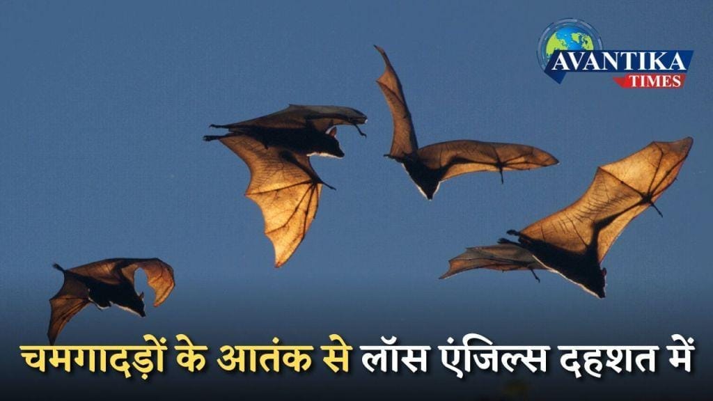 चमगादड़ों के आतंक