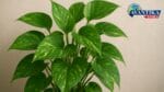 Money Plant Vastu tips