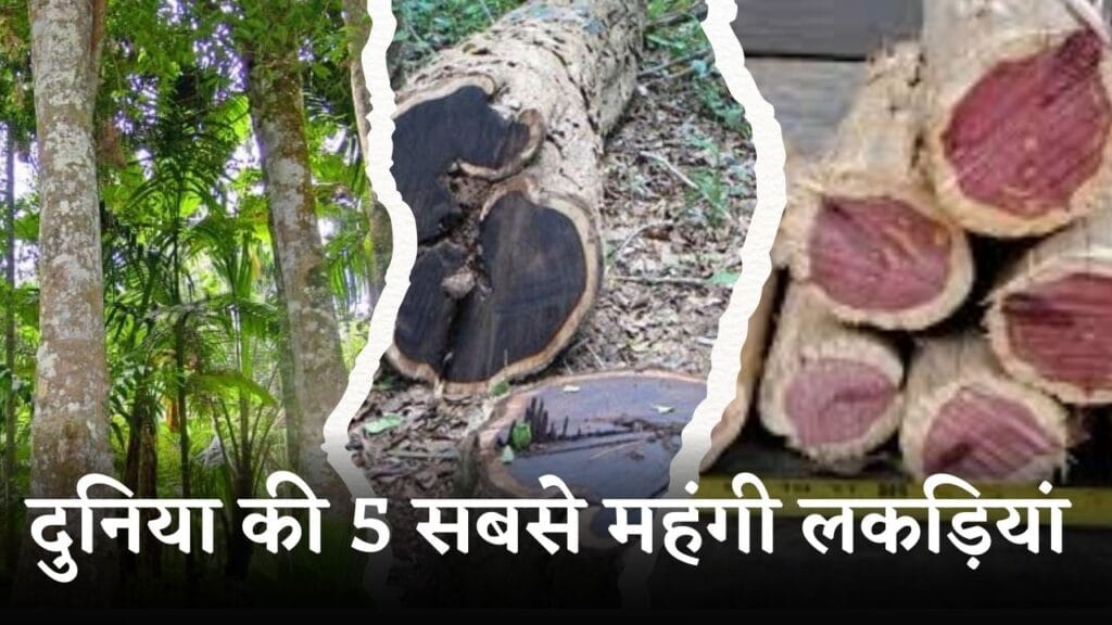 महंगी लकड़ियां