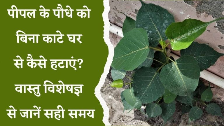 Most Poisonous Trees
