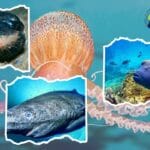 10 longest living animals in the world