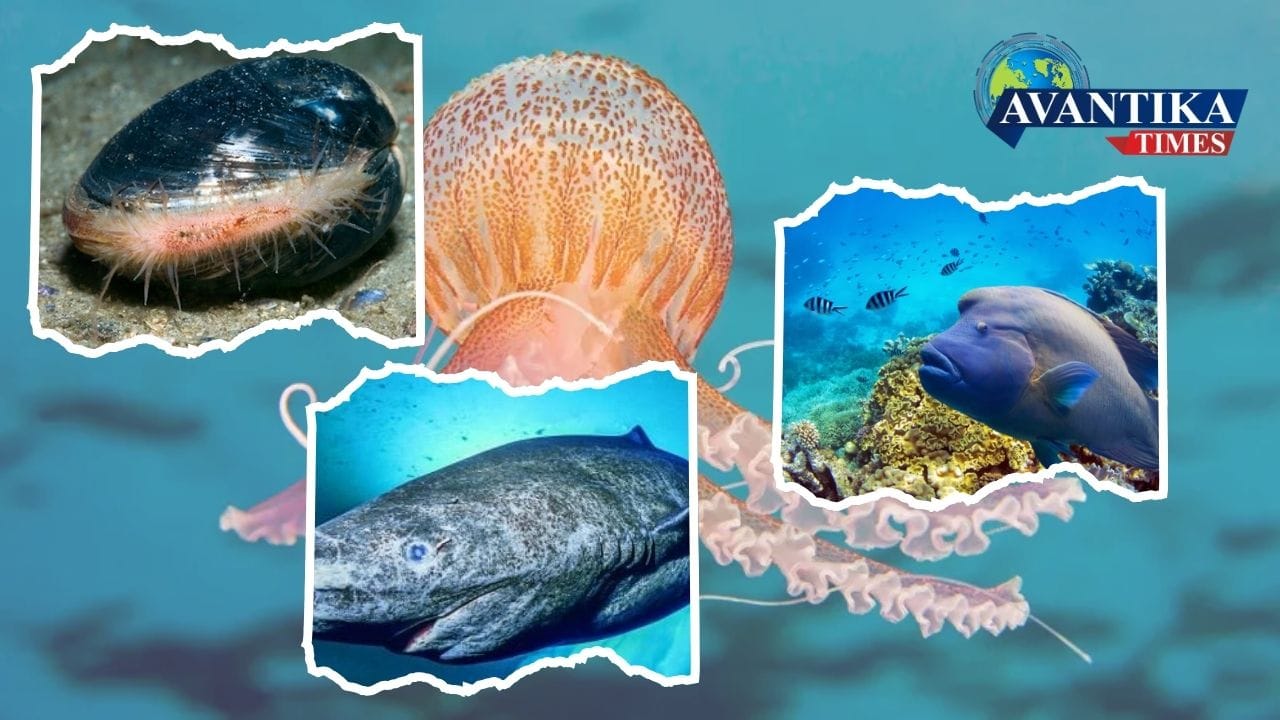 10 longest living animals in the world