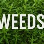 Organic weed control methods